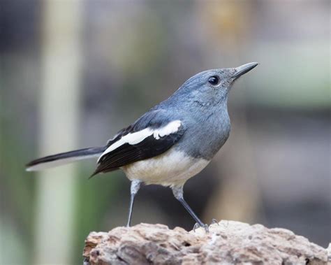 Oriental magpie-robin (Copsychus saularis)