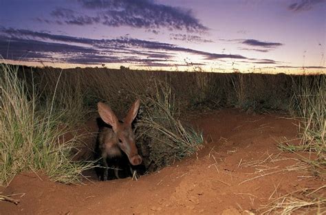 Aardvark vs Anteater: Difference Between Them & How They’re the Same