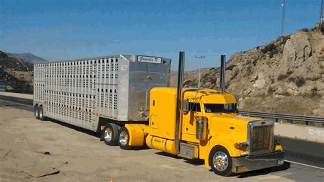 Bull Hauler Left Lane | Yellow Peterbilt Bullboys | Big trucks ...