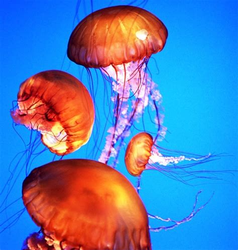 Phylum Cnidaria (Coelenterata): General Characters and more | HubPages