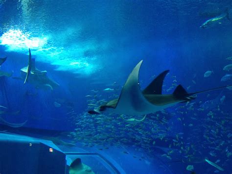 okinawa churaumi aquarium | Aquarium, Okinawa, Healing