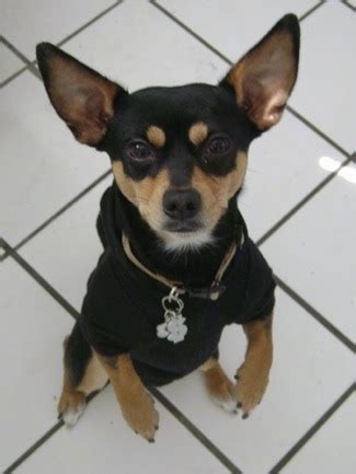 Rat-Cha Dog Breed Information and Pictures