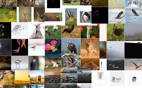 10 Inspiring Wildlife Photographers to Follow on Instagram — Espen Helland Photography