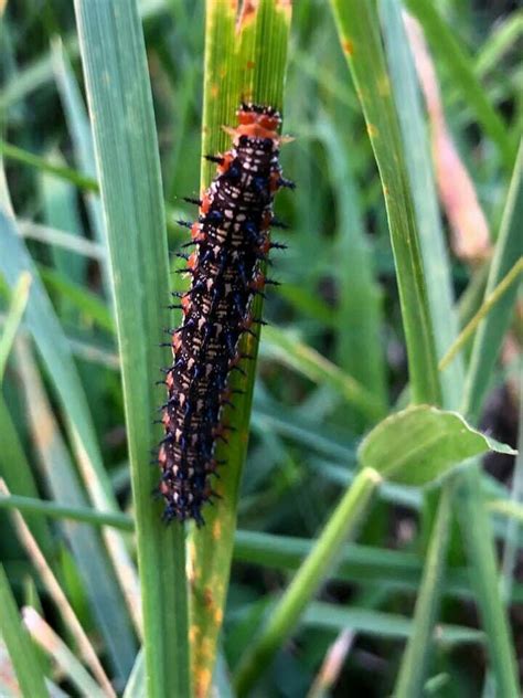 Common Buckeye butterfly caterpillar | Common buckeye butterfly, Buckeye butterfly, Plants