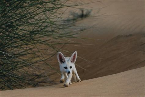 Desert Safari Tours in Dubai: Dubai Desert and Its Charming Wildlife