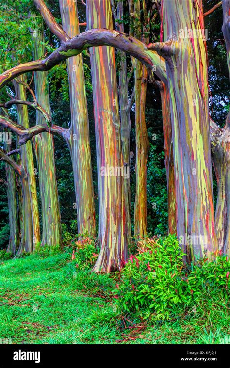 USA, Hawaii, Maui, Rainbow Eucalyptus Trees (Eucalyptus deglupta Stock ...