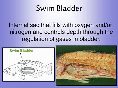 The Best What Is The Function Of A Swim Bladder Ideas