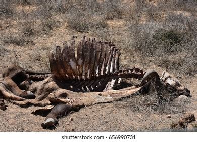 Animal Carcass Warthog Carcass South Africa Stock Photo (Edit Now) 656990731