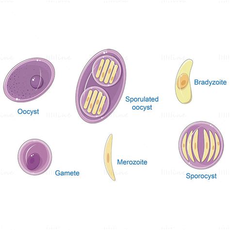 Toxoplasma gondii (Toxoplasmosis) vector scientific illustration