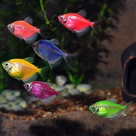 GloFish Tetra - Assorted - Gorgeous Freshwater Tropical Fish - Glo-Fish ...