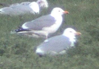 Surfbirds.com - Hybrid Gulls Breeding in Belgium by Peter Adriaens