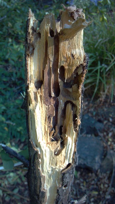 Central Oregon Tree Pest | Black Locust Borer | Arbor 1 Tree Service