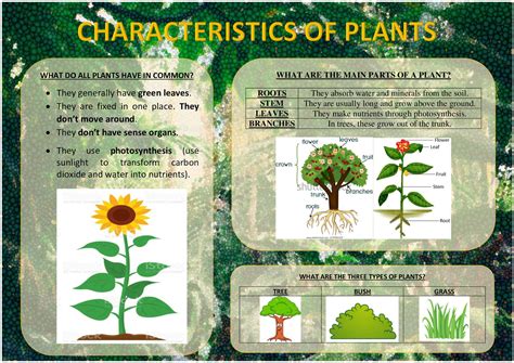 From PUA to eternity: Characteristics of plants