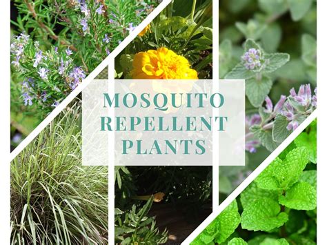 Mosquito Repellent Plants: Top 10 Plants for Your Garden.