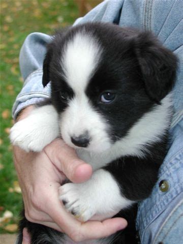 Cardigan Welsh Corgi Puppies Pictures | Puppies Pictures Online