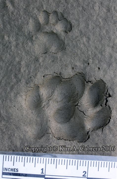 Animal Tracks - Ringtail