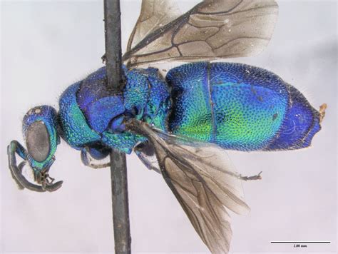 Insect Image of the Week: Cuckoo Wasp