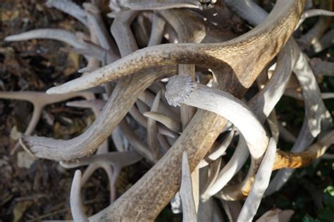 5 Unique Uses for Shed Antlers - Petersen's Hunting