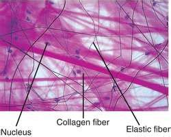 Areolar tissue | definition of areolar tissue by Medical dictionary