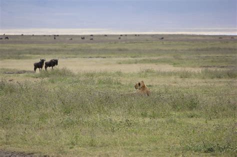 Wedgwood R&D: Wildebeest and zebras