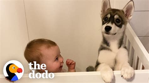 Are Baby Huskys Good Family Dogs