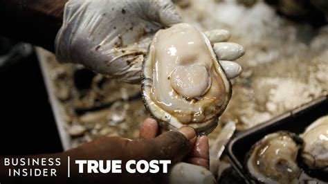 The True Cost Of Losing America's Wild Oysters | True Cost | Business Insider - Uohere