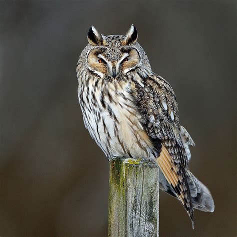 Long-eared Owl | Owl, Long eared owl, Animal guides