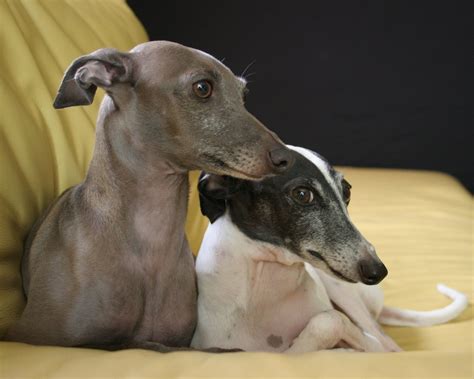 Two cute Italian Greyhound dogs photo and wallpaper. Beautiful Two cute ...