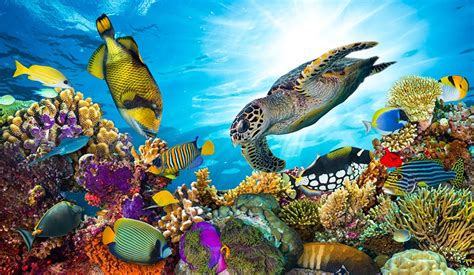 Is A Great Barrier Reef Dive Right for You?: Tips for Australia’s ...