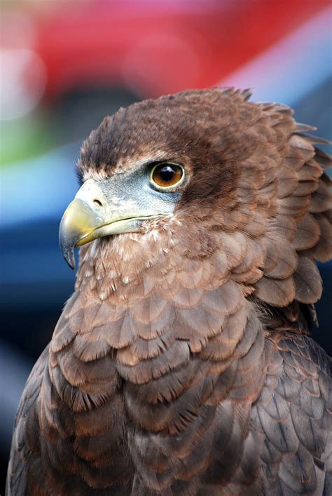 Free Images : wing, wildlife, beak, eagle, predator, hawk, fauna, raptor, bird of prey, close up ...