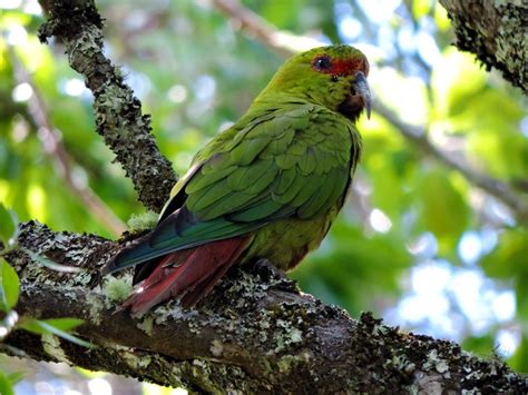 choroy | Aves de chile, Pajaros chilenos, Fauna chilena