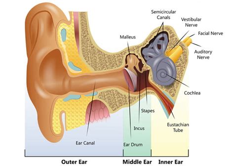 What is Meniere's disease? - Hearing Link