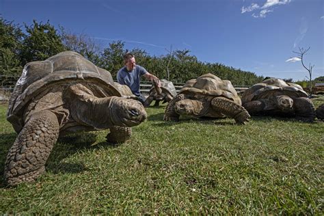 Britain's first giant tortoises: 'They’ve been around for 200 million years - we’re a blip to ...