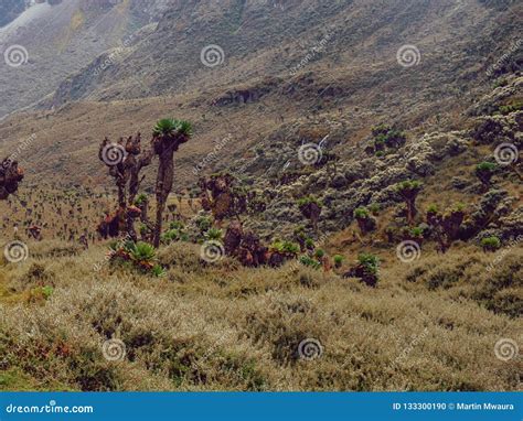 Giant Groundsels Against a Mountain Background Stock Photo - Image of valley, mountains: 133300190