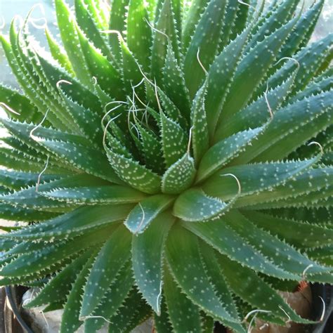 Aristaloe Aristata (formerly Aloe Aristata), Lace Aloe in GardenTags ...