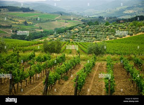 Grape fields in Italy Stock Photo - Alamy