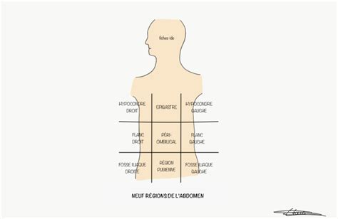 Neuf régions de l'abdomen - Fiches IDE