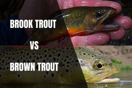 The Differences Between Brook Trout And Brown Trout - Begin To Fish