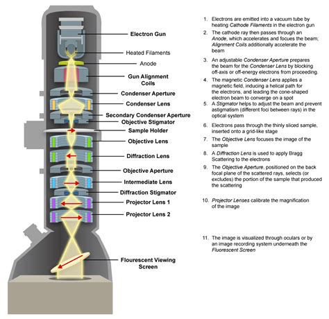 Electron Microscope Labelled Diagram