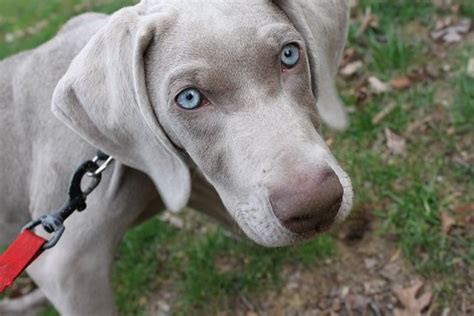 Weinheimer | I love dogs, Cute animals, Weimaraner