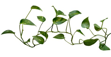 Common ivy Vine Plant Clip art - Vine Logo Transparent Png png download - 900*462 - Free ...