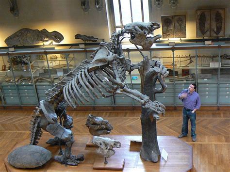 Giant Ground Sloth (Megatherium) Facts, Habitat, Diet, Fossils, Pictures