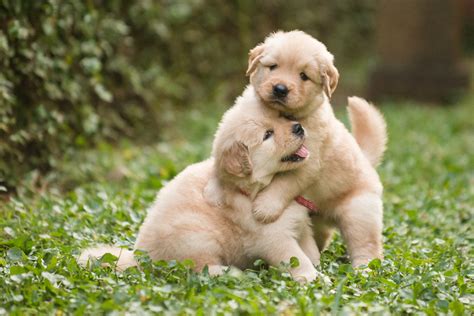 Funny Golden Retriever Puppies! - 96.5 KOIT