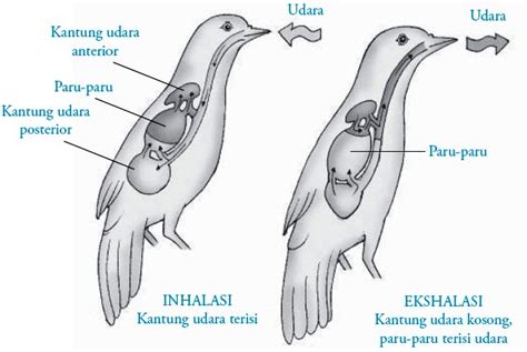 Sistem Pernapasan pada Burung (Aves)