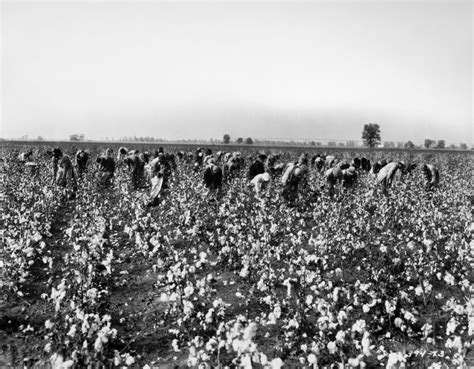 Cotton Plantation Na Crew Of Workers Picking Cotton On A Plantation ...