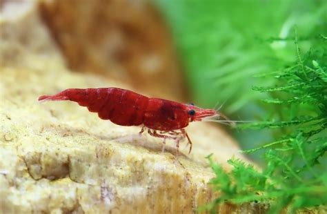 Red Cherry Shrimp - The Care, Feeding, and Breeding of Red Cherry Shrimp - Aquarium Tidings