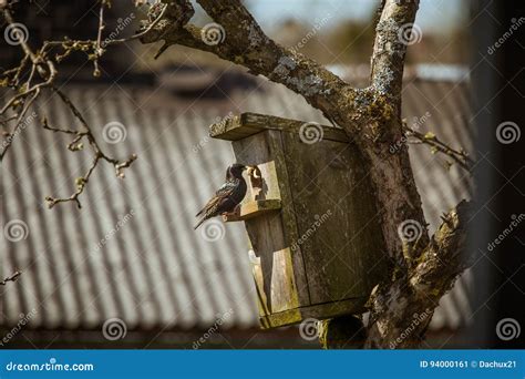 A Beautiful Black Starling with a Bird House in an Apple Tree Stock ...