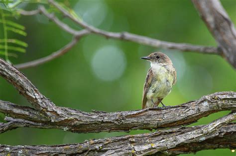 Eastern Phoebe Photograph by Danielle Christine White - Fine Art America