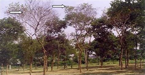 Wilting of shisham tree (Source, Harsh, N. S. K. FRI Dehradun-248006) | Download Scientific Diagram