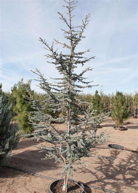 Blue Atlas Cedar Tree | Buy Online, Pickup at Nursery